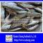 Hot Sale Mackerel Fish 20CM + Frozen Horse Mackerel