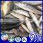Frozen seafood & fish suppliers