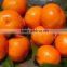 Baby Mandarin Orange / Nanfeng Baby Mandarin /Fresh Mandarin Orange