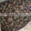 Vietnam Malva Nut, Niranjan Phal, Sterculia Lychnophora, New Crop 2016!!!!!