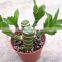 Aquatic Lotus Bamboo Plant Dracaena Sanderiana