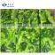 Sinocharm New Season BRC A Approved Non-Worm Green Vegetable BQF Bok Choy