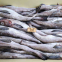 Frozen Alaska pollock，pollock fish, pollock 100-300,300-500g