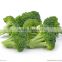 broccoli price/frozen broccoli/fresh broccoli from China broccoli puree