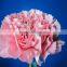 Wholesale Carnation Stem Various Colors Decorative Pink Carnation Flowers