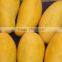 Fresh Pakistani Mango with Approved EU Quality Standards