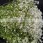 Flowers Wall Wedding Decor Dried Flowers For Flower Buyer Babysbreath