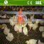automatic chicken broiler equipment house