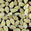 Hulled Sesame Seeds From India