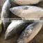 BQF frozen bonito 750G up