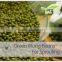 High Quality green mung bean sprout,grade a green mung bean price