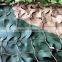 Army Style 3D Leaf Like High Quality Multi Spectral Malaysia Camouflage Net