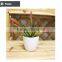 mini potted succulents flowering succulent plants preserved mini succulent plants bonsai