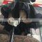 Women sexy short sleeve black dance dress QQ044