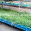 cattle green fodder growing machine green fodder machine animal fodder making machine