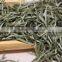White silver needle White tea White Pekoe Silver Needle