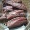 Pacific mackerel fillet and Scomber Japonicus
