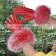 Red Fox fur glove Leather Gloves Cute Girls Warm Genuine Fur Cuffs Mittens
