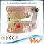 child pathological teeth model 3d dimensions jewelry dental model