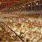 Automatic A cage and H cage equipment for feeding Layer hen egg chicken