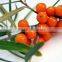 2015 Hot Sale Seabuckthorn Seed Oil Seed Extraction USA ISO Approved Private Label Sports Sutrition Supplements Hippophae rhamno