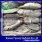 China Best price Frozen Jack Mackerel/Horse Mackerel