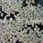 100% Broken Jasmine Rice for Senegal, Ivory Cost for french Africa