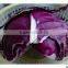 2015 new crop of china fresh cabbage for exporting