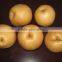 Hot sale fengshui pear/xingao pear/Ya pear