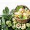 Garcinia Extract
