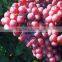 Grape Seed Extract
