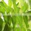 Neem oil pure