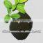 phosphorus humate