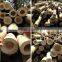 backyard scape in bamboo cane ,bamboo poles wholesale