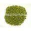 Mung bean