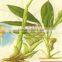 pure natural zedoary turmeric essential oil Ezhu Herbal oil free sample