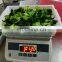Sinocharm BRC-A approved New Crop  IQF Pakchoi Whole