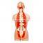 Medical science plastic dual sex anatomy 85cm height 32 parts anatomical medical male human torso model