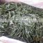 Salted Kombu seaweed ,Frozen Kelp Knot , Green laminaria