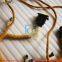 3406 engine Wiring Harness 145-3850 1453850  For CAT