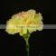 New manufacture carnation flower as gift