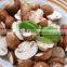 Commercial Red Date Washing Machine|Bubble Type Mushroom Washing Machine