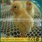 Guangzhou Durable Plastic Flat HDPE Chicken Breeding Fencing Mesh