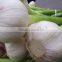 Export Healthy Food Fresh White Garlic/Dried garlic,Fresh Style and Garlic Type dried garlic