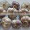 WHITE FRESH HIGH QUALITY GARLIC VIETNAM