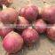 Chinese fresh onion on sale before the new year