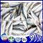 Seafood frozen round scad fish (decapterus macarellus)