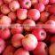 2015 crop fresh fuji apple