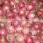 Fresh Onion supplier manufacturer