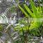 Natural plant Rhapis gracilis